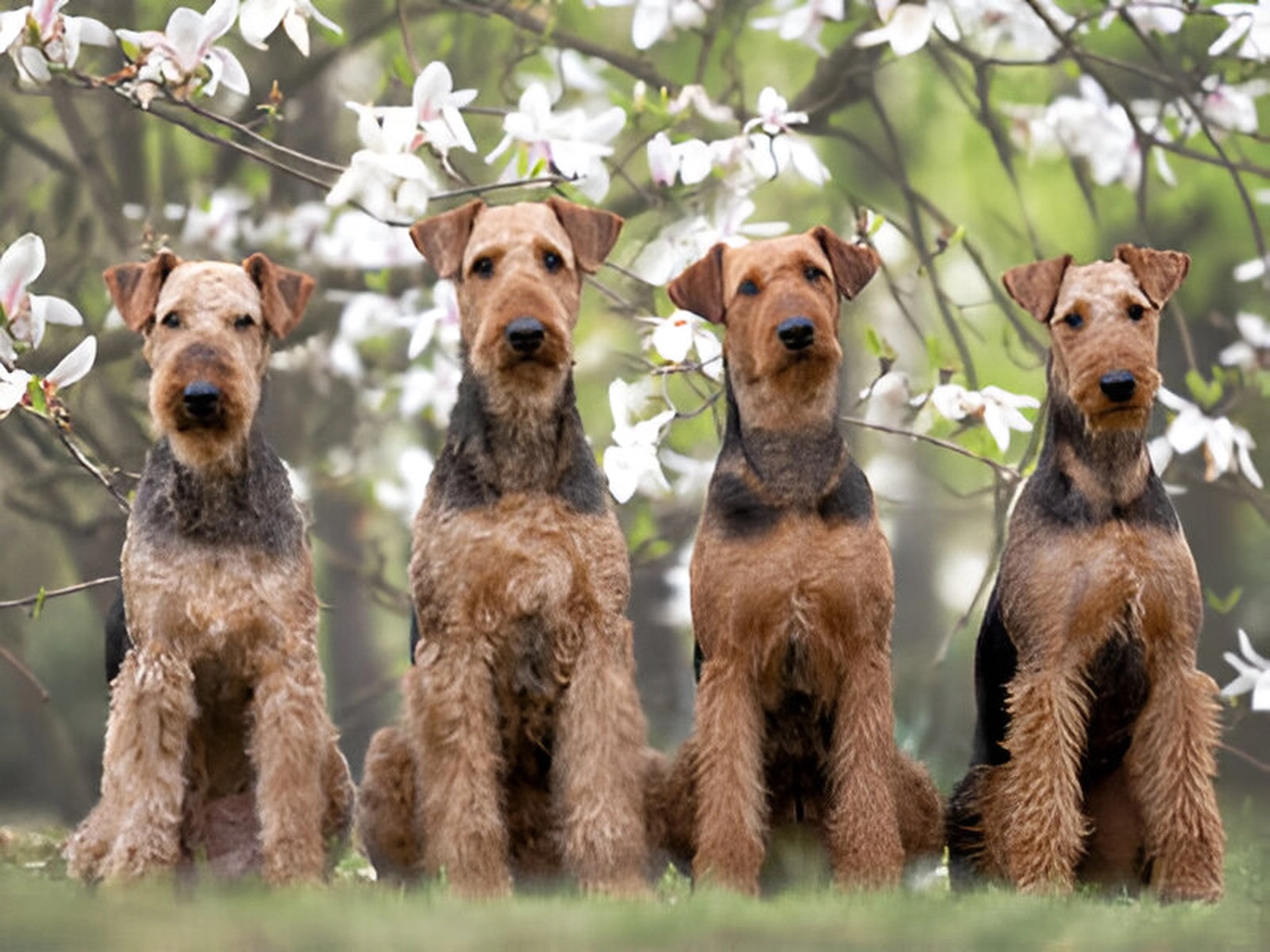 Züchter in VDH - Airedale Terrier vom Lorbas