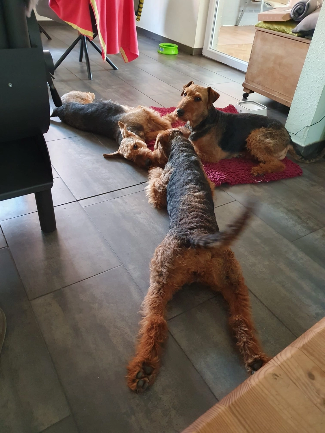 Züchter in VDH - Airedale Terrier vom Lorbas