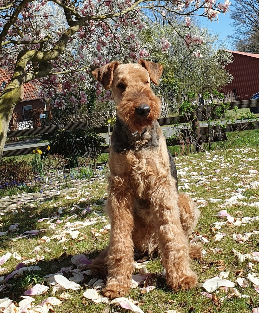 Züchter in VDH - Airedale Terrier vom Lorbas