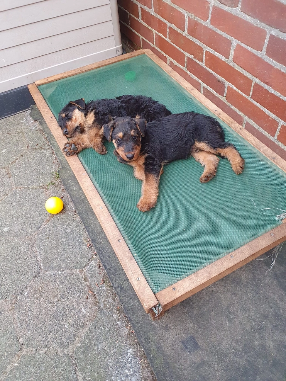 Züchter in VDH - Airedale Terrier vom Lorbas