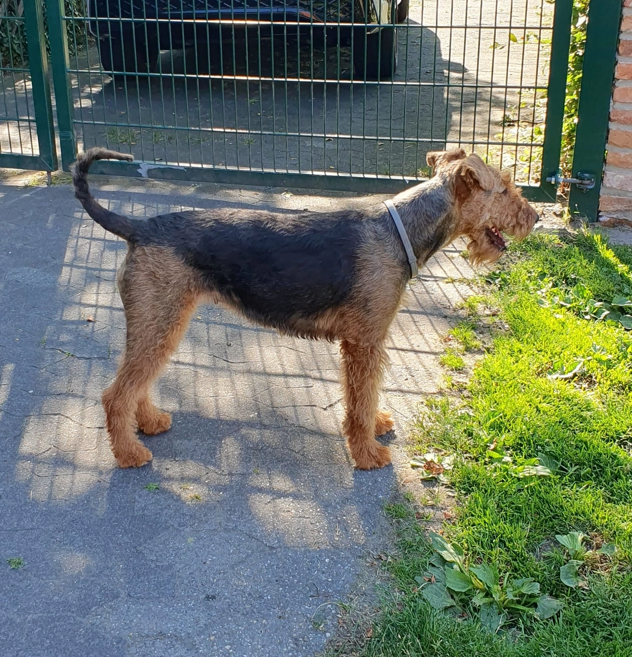 Züchter in VDH - Airedale Terrier vom Lorbas
