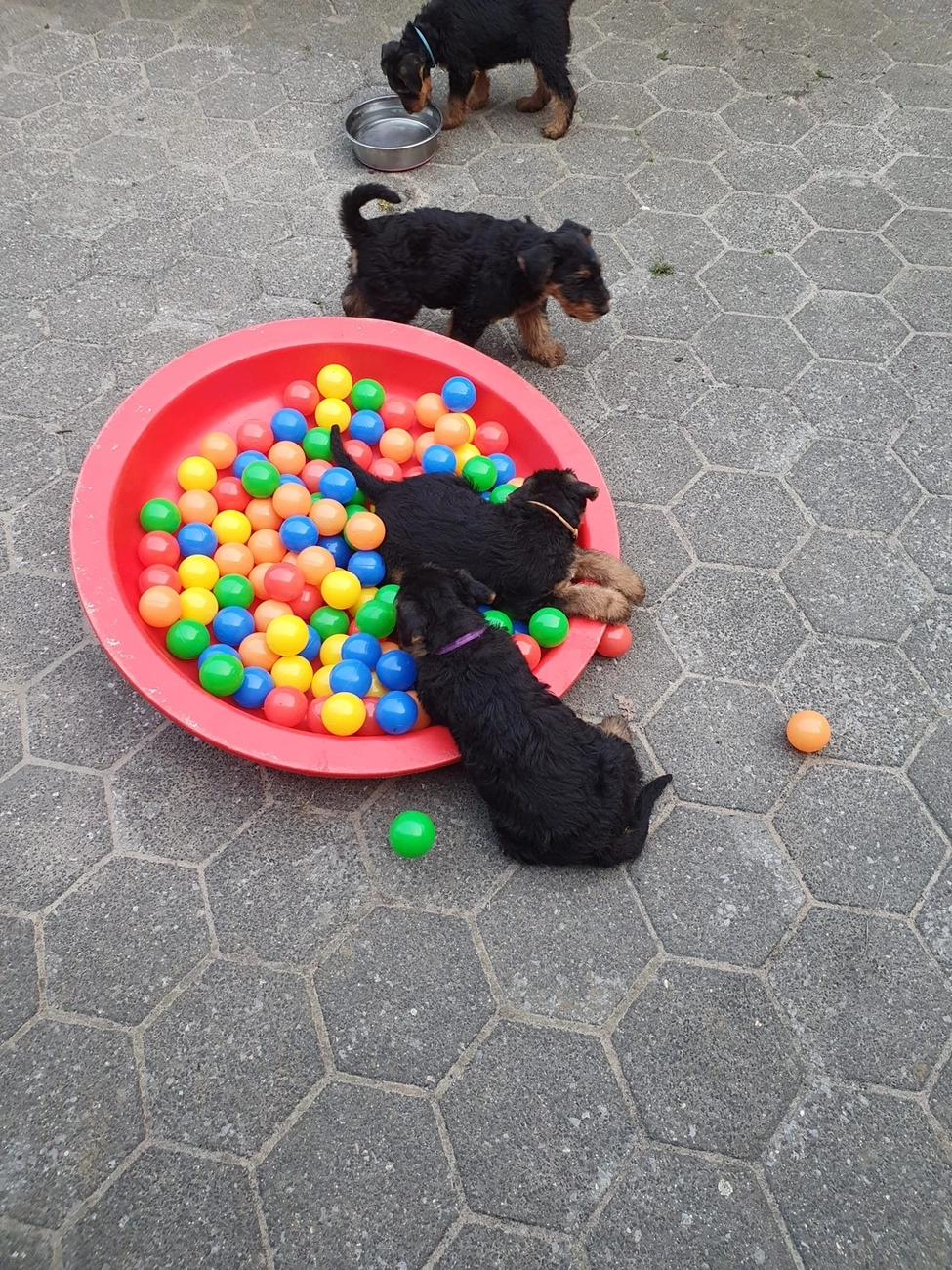 Züchter in VDH - Airedale Terrier vom Lorbas
